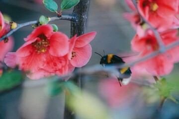 Bee Pollinating Pink Blossoms