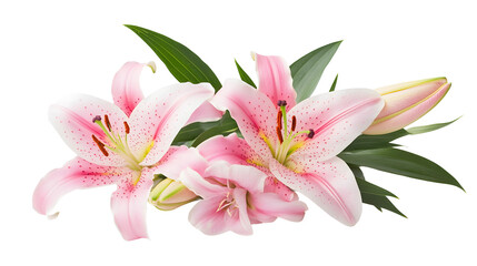 Fototapeta premium Pink lily flower bouquet isolated on white background for card and decoration