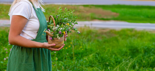 A woman collects medicinal herbs