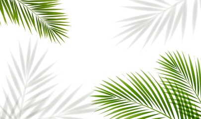 Green Palm Tree Branch And Isolated Background