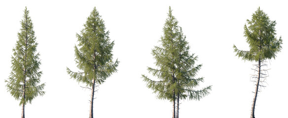 Set of Larix laricina (commonly known as the tamarack, hackmatack, eastern larch, black larch, red...