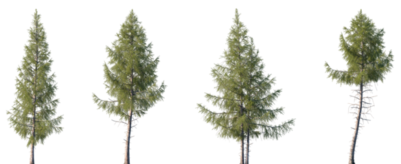Set of Larix laricina (commonly known as the tamarack, hackmatack, eastern larch, black larch, red larch, or American larch) isolated png in sunny daylight on a transparent background perfectly cutout