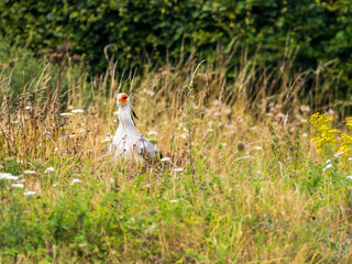 South African Secretary Bird