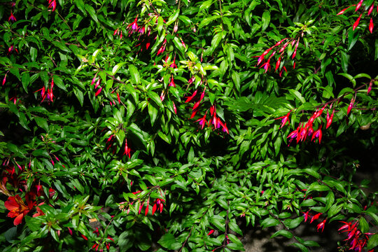 Fuchsia, Red And Purple Garden Tree Flowers