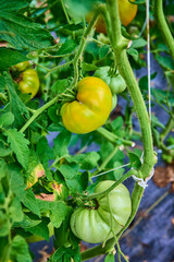 Ripening Tomatoes in Greenhouse Close-Up