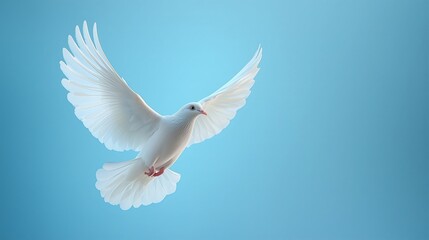 The dove glides effortlessly through a clear blue sky, embodying a message of peace