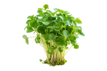 Curly cress plant isolated on a white transparent background. Watercress healthy dishes and fresh salads