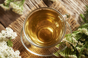 Yarrow tea in a transparent glass cup
