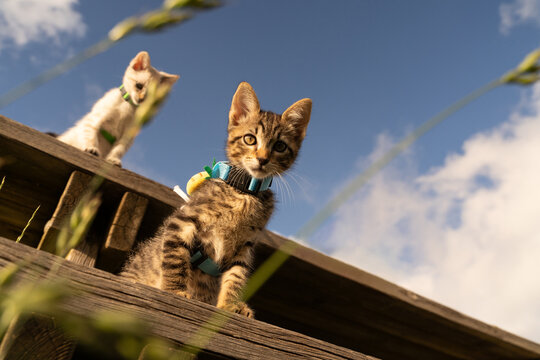 Kitten on leash