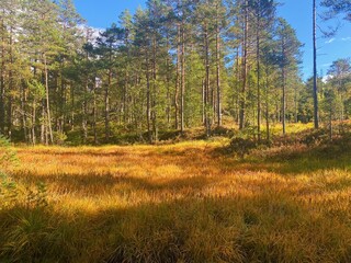 Fototapeta premium autumn forest in the morning