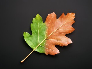Fototapeta premium Half Green Half Brown Oak Leaf on Black Background Symbolizing the Transition from Summer to Autumn