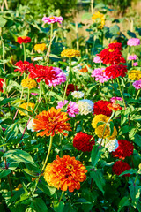 Vibrant Flower Garden in Sunlight at Eye-Level Perspective