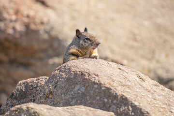 squirrel on the rock