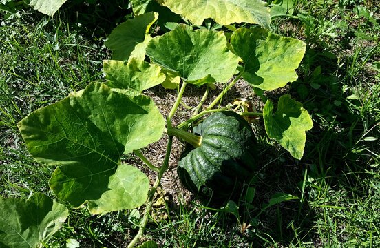 Green pumpkin growing in the garden. Pumpkin variety