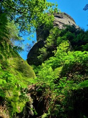 Green fern canyon 