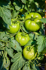 Green Tomatoes on Vine Close-Up in Daylight