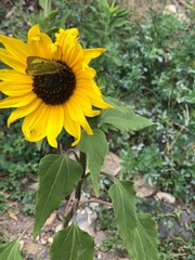 Obraz premium Butterfly sunflower