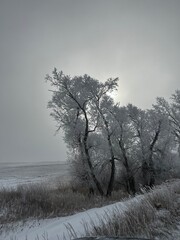 trees in the fog