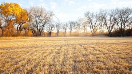 Fototapeta premium Golden Autumn Field with Bare Trees and Golden Leaves Under a Clear Sky at Sunrise