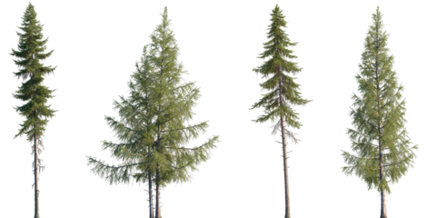 Set of Larix occident and Larix laricina isolated png in sunny daylight on a transparent background perfectly cutout