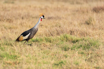 Grey Crowned Crane
