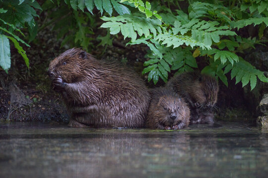 Eurasian beaver (Castor fiber)