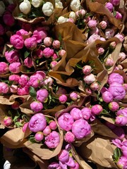 Assortment of peonies at the Toronto Flower Market, Toronto, Ontario, Canada. © Abigail