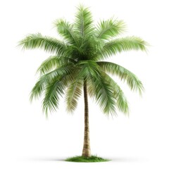 Obraz premium a 3D coconut tree with dry leaves, natural detail, green and brown leaves, isolated on white background