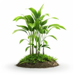 Fototapeta premium a 3D coconut tree with new shoots, growth stage, bright green leaves, isolated on white background