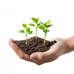 a 3D hand holding a group of seedlings, cluster of sprouts, green leaves and brown soil, isolated on white background