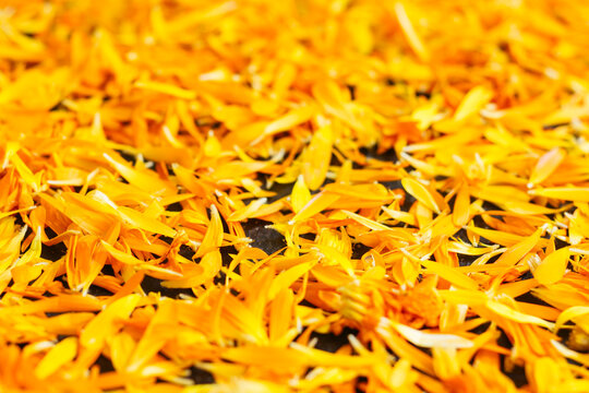 Calendula petals