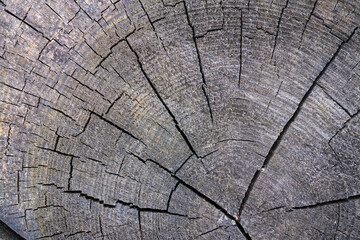 Fototapeta premium Detailed grey oak wood rings texture. Smooth detailed cracked wood textured tree ring background. Piece of round wood with cracks.