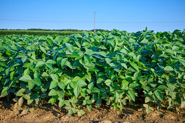 Lush Soybean Field Under Blue Sky Eye-Level Perspective