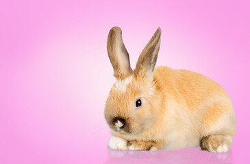 Cute small baby rabbit sitting and posing