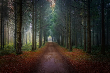 Obraz premium Camino rural en medio de un bosque otoñal