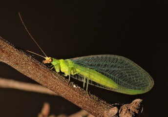 Crisopa de noche