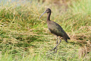 Glossy Ibis