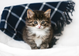 Funny little kitten sits in a laundry basket against a checkered blue blanket and looks at something with a dreamy look. Adorable indoor feline pet.