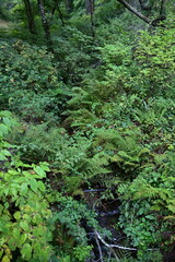 fern in the woods