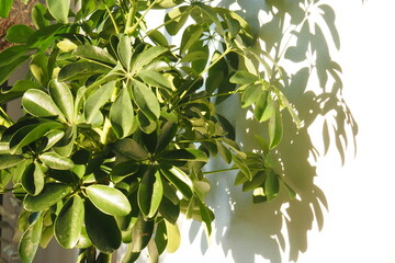 Schefflera arboricola, umbrella plant