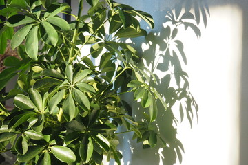 Schefflera arboricola, umbrella plant