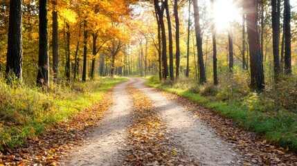 Scenic Autumn Forest Path with Sunlight Filtering Through Colorful Foliage and Fallen Leaves