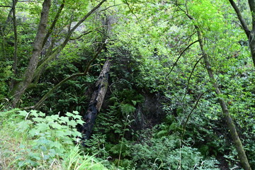 green moss on the tree
