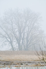 Misty morning with dense fog and water reflection of trees and nature in spring flood near Schnackenwerth, Schweinfurt, Franconia, Bavaria, Germany