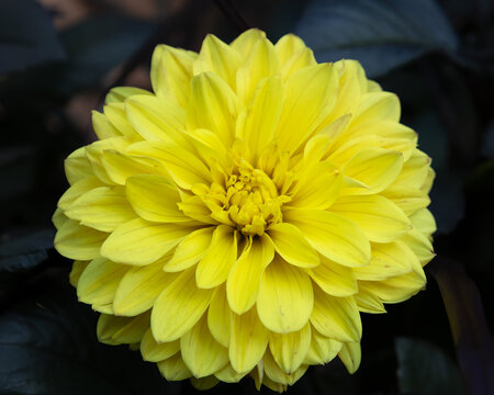 yellow dahlia flower