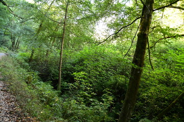 forest in the morning