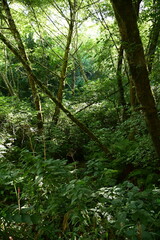 forest in the morning