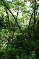 forest in the morning