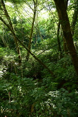 forest in the morning