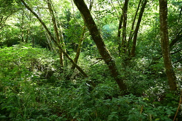 forest in the morning